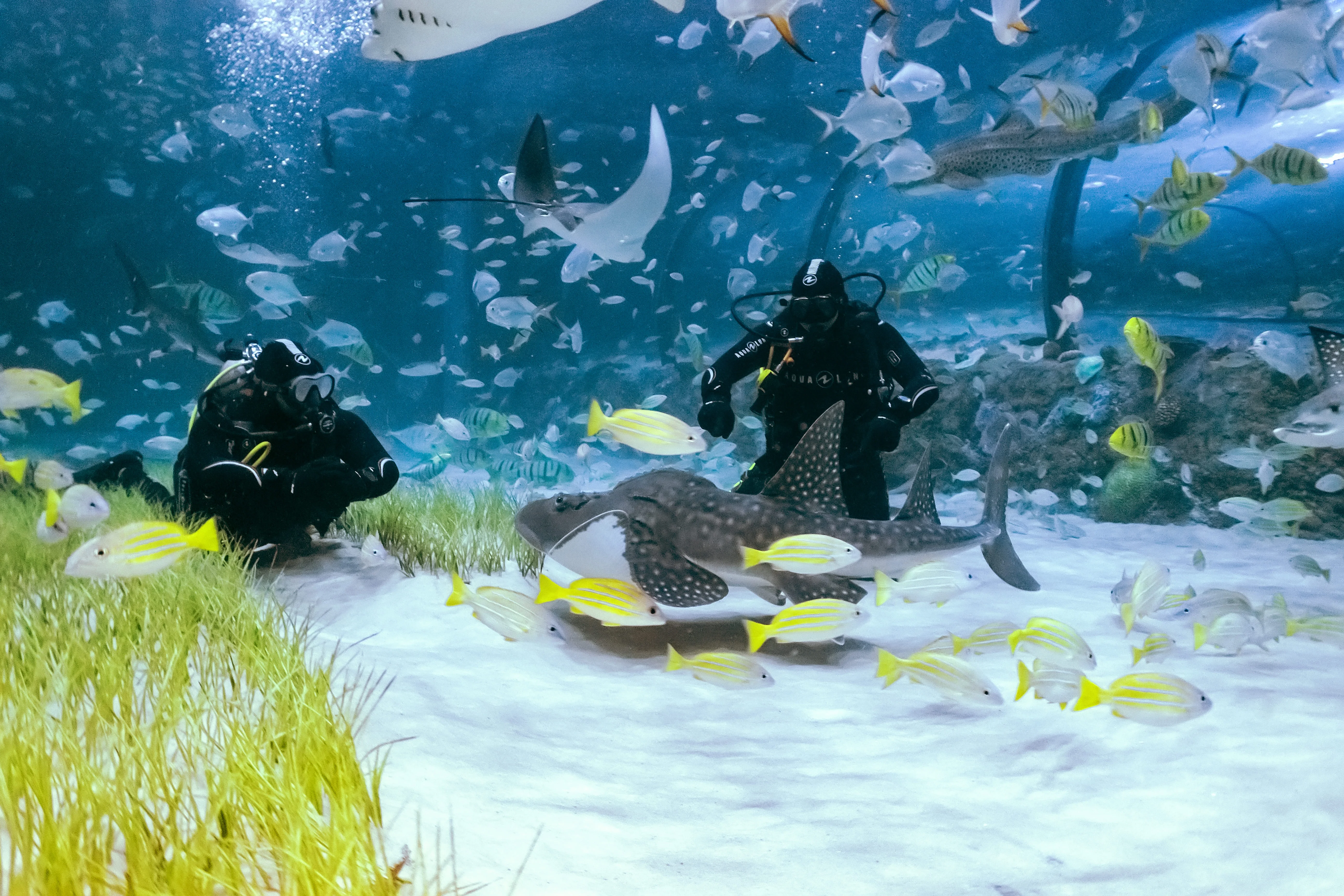 National Aquarium Abu Dhabi Tickets: Beyond the Glass